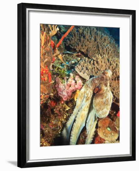 Close-Up of Octopus on Reef, Wetar Island, Banda Sea, Indonesia-Stuart Westmorland-Framed Photographic Print