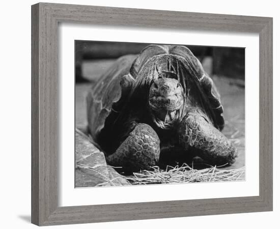 Close Up of Old Female Tortoise-Nina Leen-Framed Photographic Print