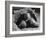 Close Up of Old Female Tortoise-Nina Leen-Framed Photographic Print