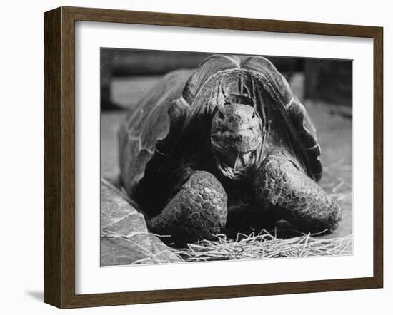 Close Up of Old Female Tortoise-Nina Leen-Framed Photographic Print