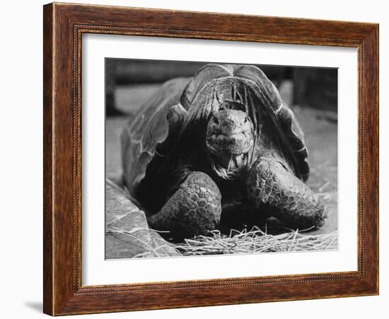 Close Up of Old Female Tortoise-Nina Leen-Framed Photographic Print