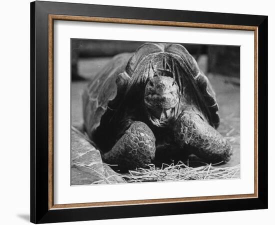 Close Up of Old Female Tortoise-Nina Leen-Framed Photographic Print