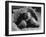 Close Up of Old Female Tortoise-Nina Leen-Framed Photographic Print