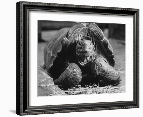 Close Up of Old Female Tortoise-Nina Leen-Framed Photographic Print