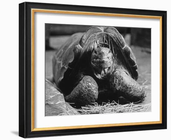 Close Up of Old Female Tortoise-Nina Leen-Framed Photographic Print