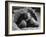 Close Up of Old Female Tortoise-Nina Leen-Framed Photographic Print