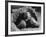 Close Up of Old Female Tortoise-Nina Leen-Framed Photographic Print