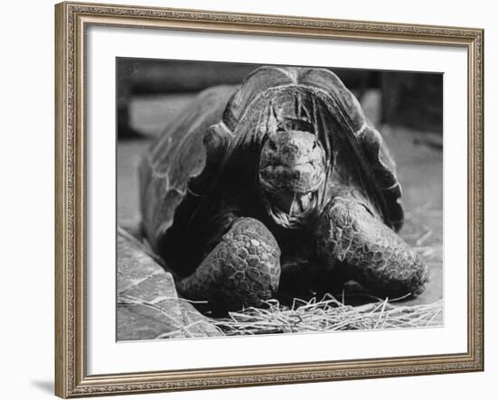 Close Up of Old Female Tortoise-Nina Leen-Framed Photographic Print