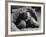 Close Up of Old Female Tortoise-Nina Leen-Framed Photographic Print