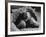 Close Up of Old Female Tortoise-Nina Leen-Framed Photographic Print