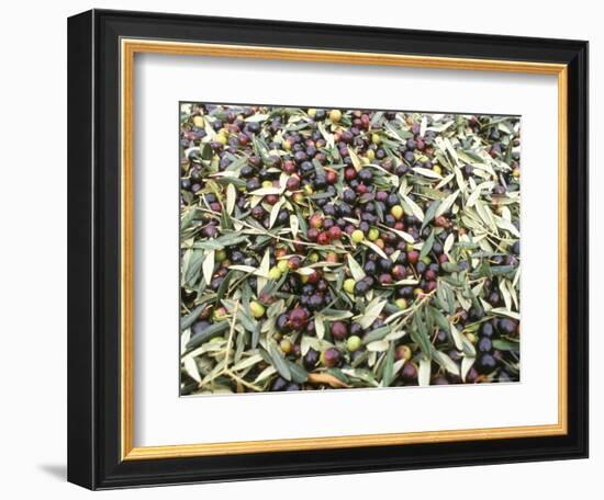 Close-Up of Olives Harvested at Frantoio Galantino, Bisceglie, Puglia, Italy-Michael Newton-Framed Photographic Print