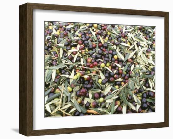 Close-Up of Olives Harvested at Frantoio Galantino, Bisceglie, Puglia, Italy-Michael Newton-Framed Photographic Print