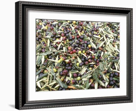 Close-Up of Olives Harvested at Frantoio Galantino, Bisceglie, Puglia, Italy-Michael Newton-Framed Photographic Print