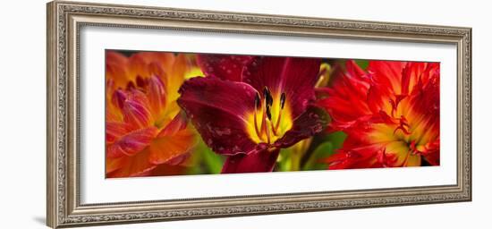 Close-Up of Orange Flowers-null-Framed Photographic Print