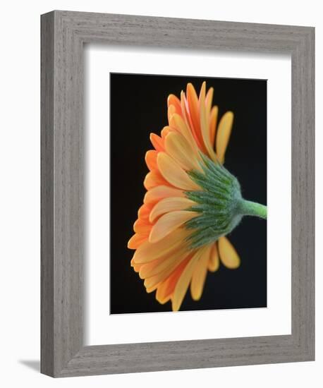 Close-Up of Orange Gerbera Daisy-Clive Nichols-Framed Photographic Print