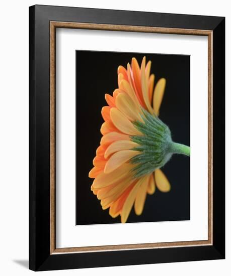 Close-Up of Orange Gerbera Daisy-Clive Nichols-Framed Photographic Print