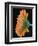 Close-Up of Orange Gerbera Daisy-Clive Nichols-Framed Photographic Print