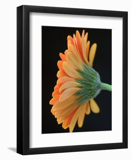 Close-Up of Orange Gerbera Daisy-Clive Nichols-Framed Photographic Print