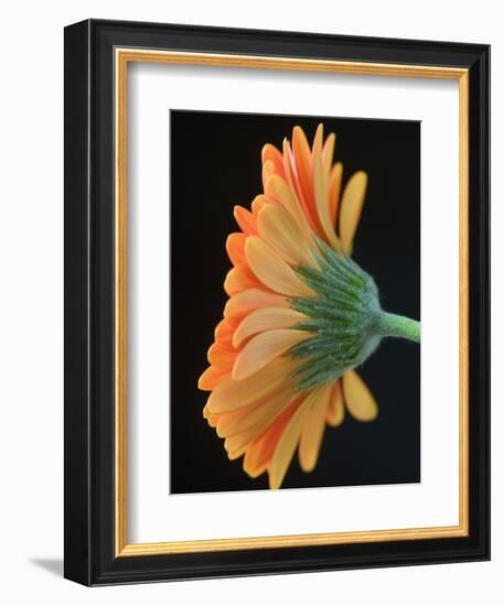 Close-Up of Orange Gerbera Daisy-Clive Nichols-Framed Photographic Print