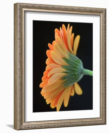 Close-Up of Orange Gerbera Daisy-Clive Nichols-Framed Photographic Print