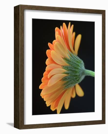 Close-Up of Orange Gerbera Daisy-Clive Nichols-Framed Photographic Print