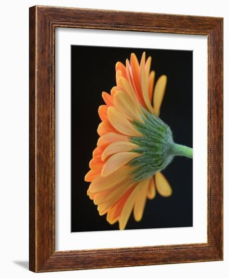 Close-Up of Orange Gerbera Daisy-Clive Nichols-Framed Photographic Print