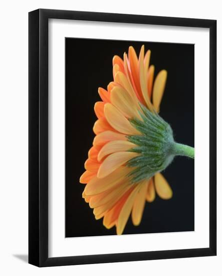 Close-Up of Orange Gerbera Daisy-Clive Nichols-Framed Photographic Print