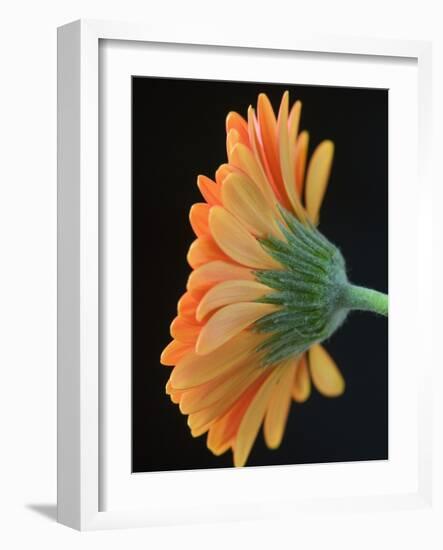 Close-Up of Orange Gerbera Daisy-Clive Nichols-Framed Photographic Print