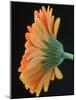 Close-Up of Orange Gerbera Daisy-Clive Nichols-Mounted Photographic Print