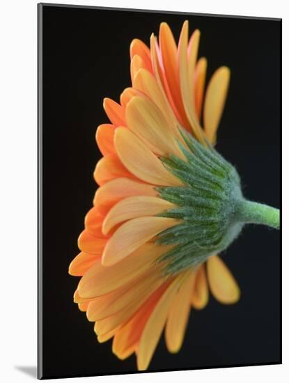 Close-Up of Orange Gerbera Daisy-Clive Nichols-Mounted Photographic Print