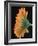 Close-Up of Orange Gerbera Daisy-Clive Nichols-Framed Photographic Print