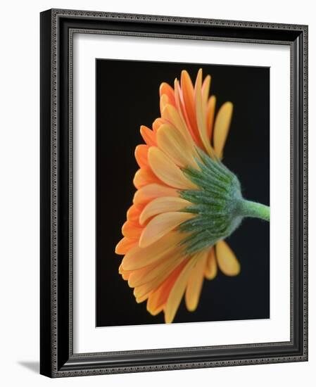 Close-Up of Orange Gerbera Daisy-Clive Nichols-Framed Photographic Print