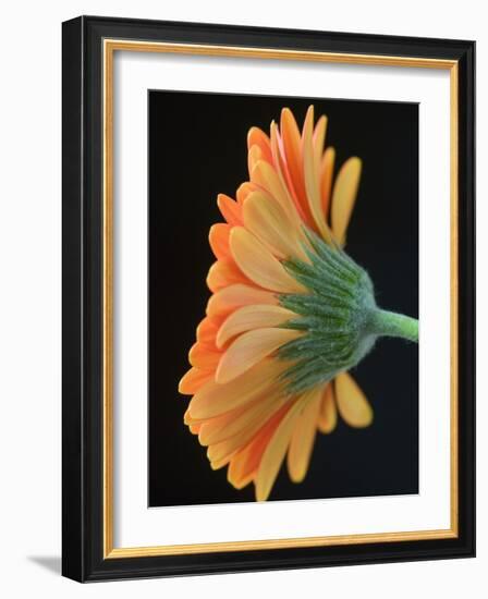 Close-Up of Orange Gerbera Daisy-Clive Nichols-Framed Photographic Print