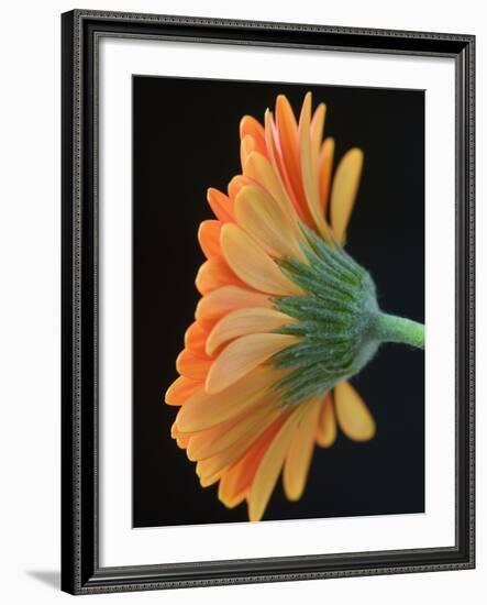 Close-Up of Orange Gerbera Daisy-Clive Nichols-Framed Photographic Print