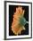 Close-Up of Orange Gerbera Daisy-Clive Nichols-Framed Photographic Print