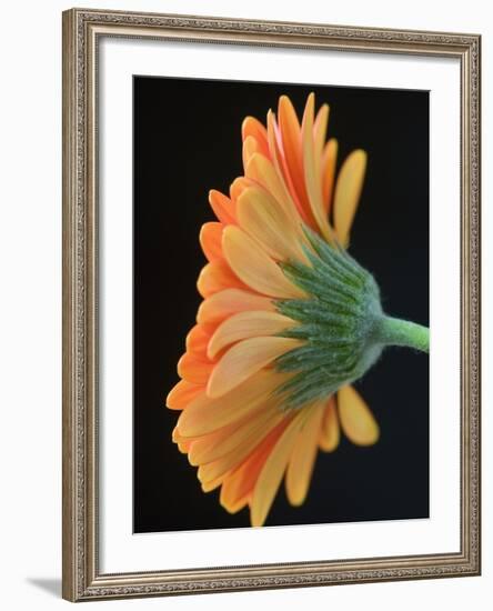 Close-Up of Orange Gerbera Daisy-Clive Nichols-Framed Photographic Print