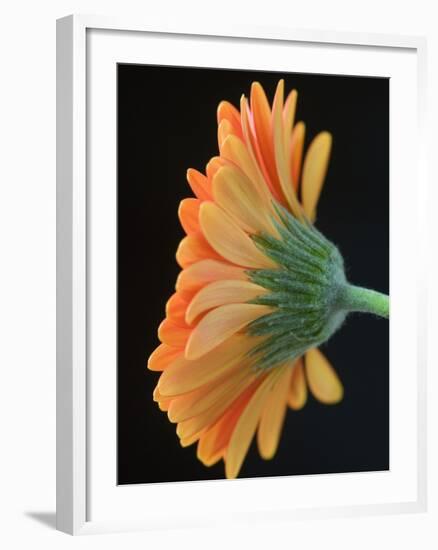 Close-Up of Orange Gerbera Daisy-Clive Nichols-Framed Photographic Print