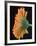 Close-Up of Orange Gerbera Daisy-Clive Nichols-Framed Photographic Print