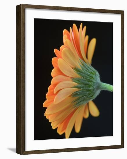 Close-Up of Orange Gerbera Daisy-Clive Nichols-Framed Photographic Print