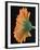 Close-Up of Orange Gerbera Daisy-Clive Nichols-Framed Photographic Print