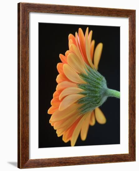 Close-Up of Orange Gerbera Daisy-Clive Nichols-Framed Photographic Print