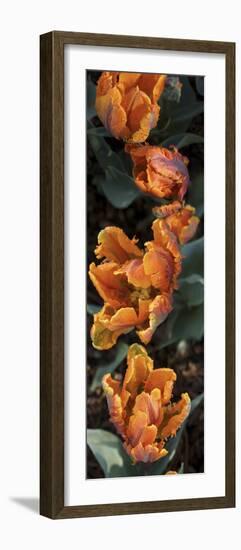 Close-Up of Orange Tulip Flowers Blooming-null-Framed Photographic Print