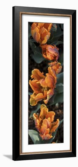 Close-Up of Orange Tulip Flowers Blooming-null-Framed Photographic Print