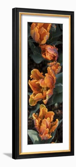 Close-Up of Orange Tulip Flowers Blooming-null-Framed Photographic Print