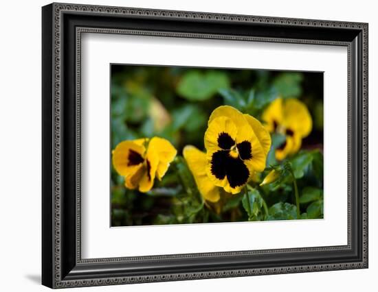 Close-up of Orchid flowers, Alfred B. Maclay Gardens State Park, Tallahassee, Leon County, Flori...-null-Framed Photographic Print