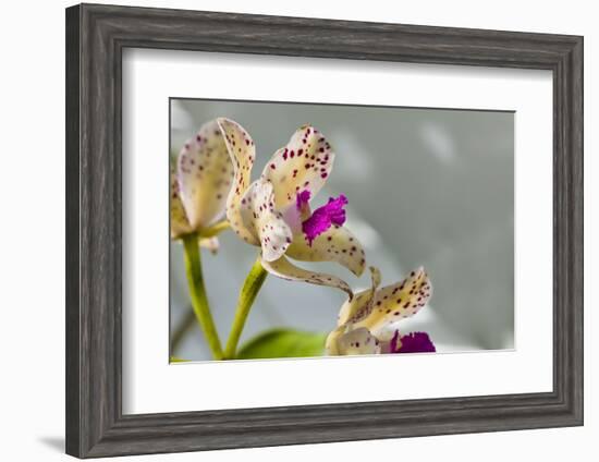 Close-up of Orchid flowers in bloom-Panoramic Images-Framed Photographic Print