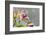 Close-up of Orchid flowers in bloom-Panoramic Images-Framed Photographic Print