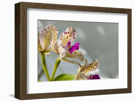 Close-up of Orchid flowers in bloom-Panoramic Images-Framed Photographic Print