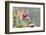 Close-up of Orchid flowers in bloom-Panoramic Images-Framed Photographic Print