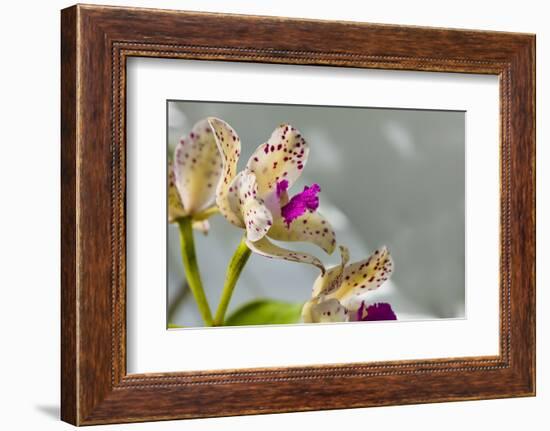 Close-up of Orchid flowers in bloom-Panoramic Images-Framed Photographic Print